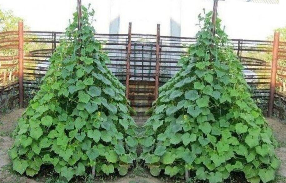 Огуречная пирамида