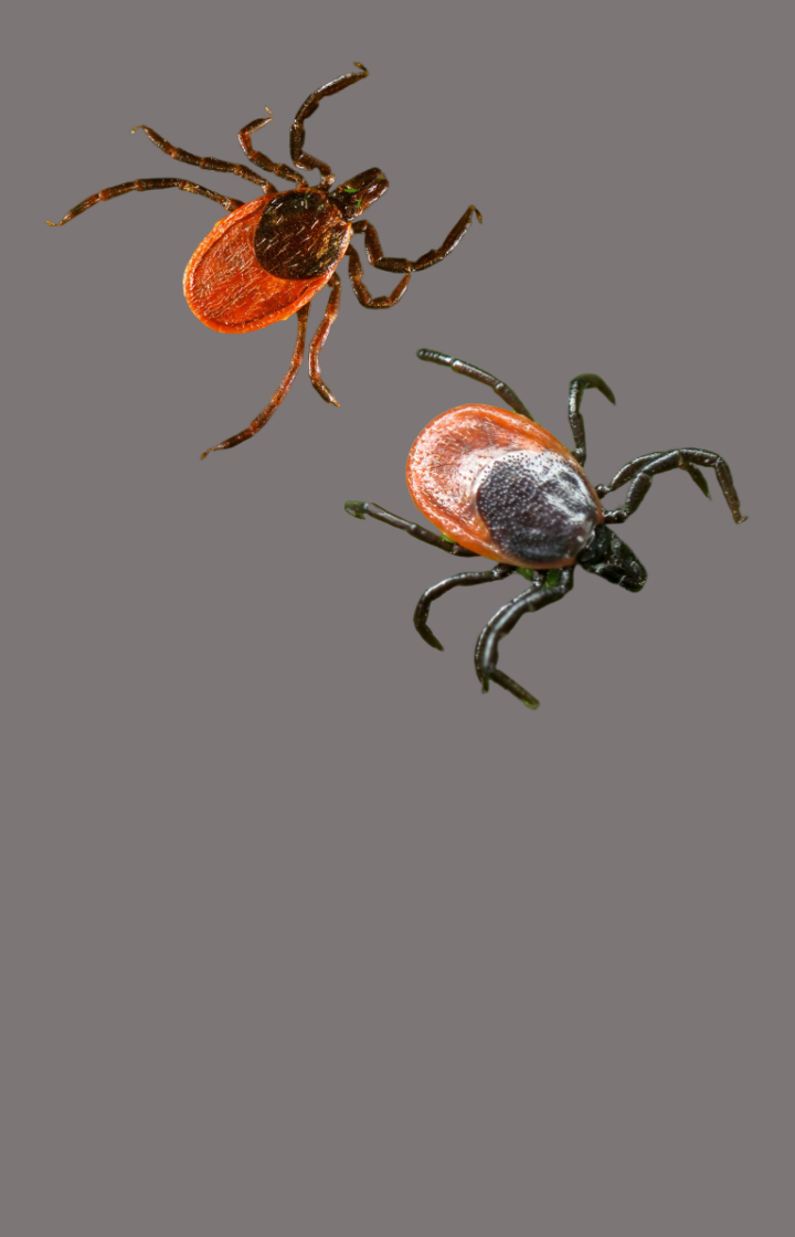 Клещ.Защита от клеща! и ареал его обитания.