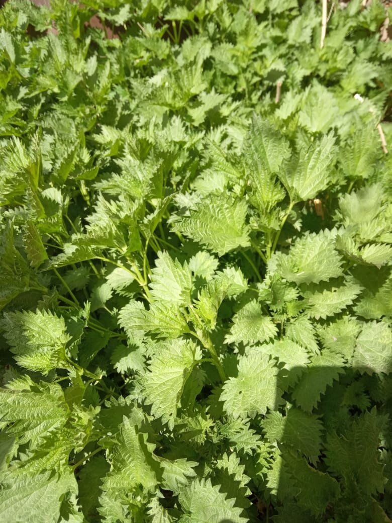 Вот этот кустик, который вдохновил меня на эту статью.