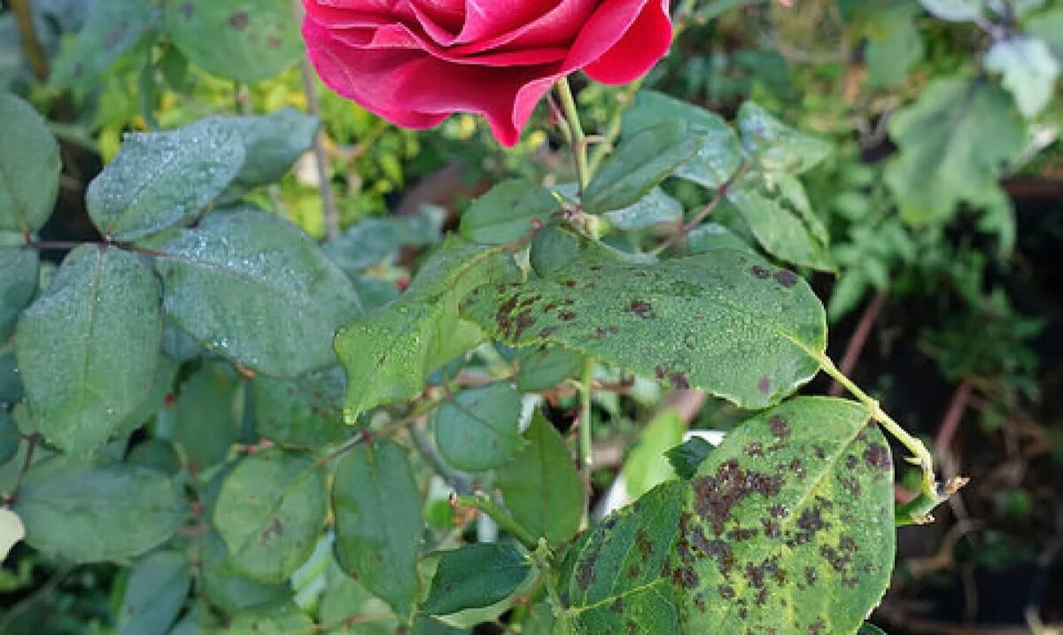 James Galway роза черная пятнистость