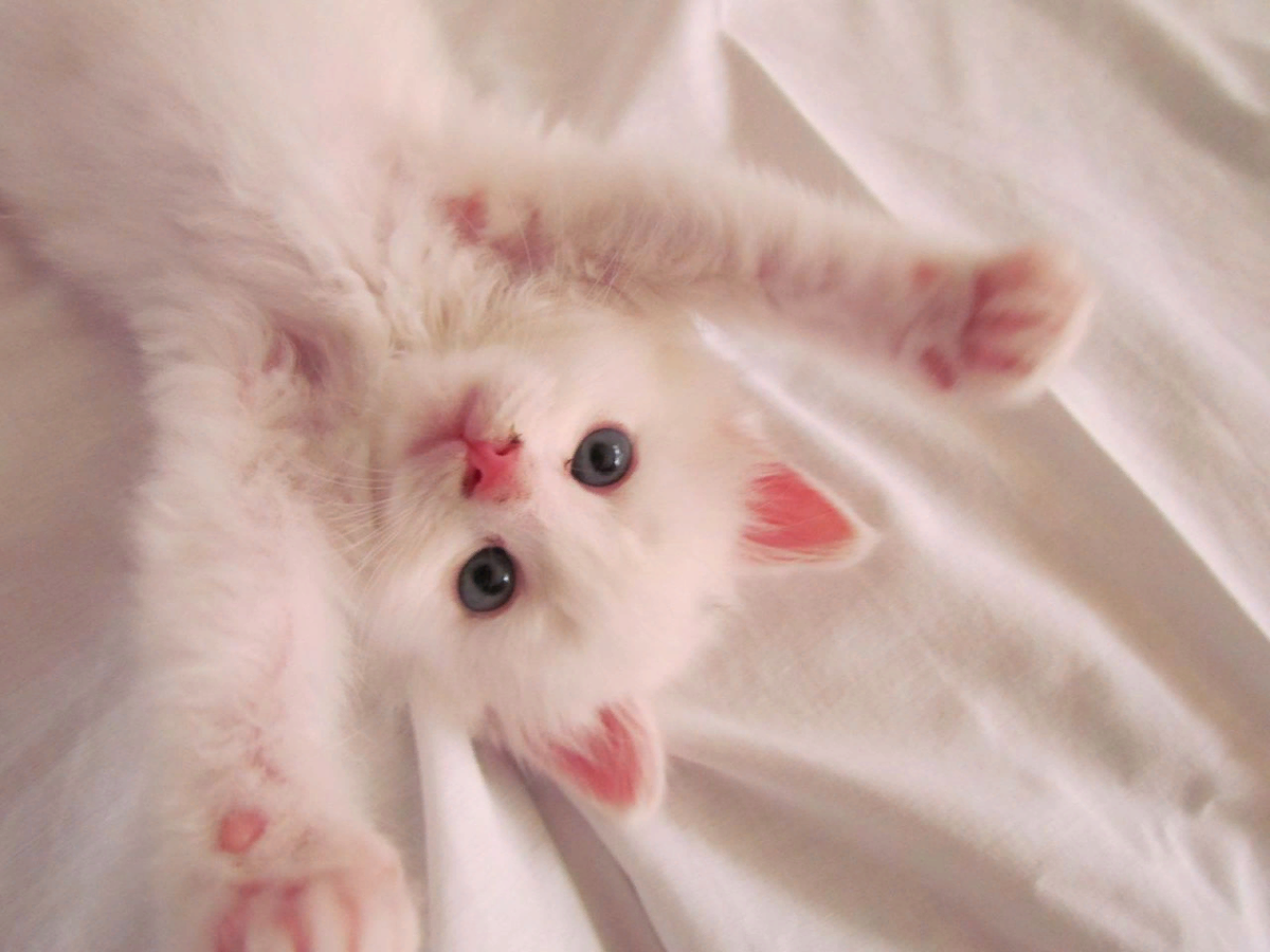 Дырка милашки. Милые котики. Милые котики Эстетика. Милый котик. Белый котенок Эстетика.