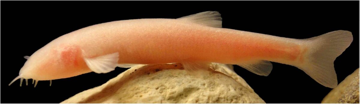 Источник: yandex.ru