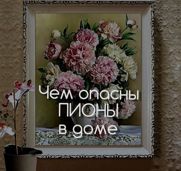 Чем опасны Пионы в доме?