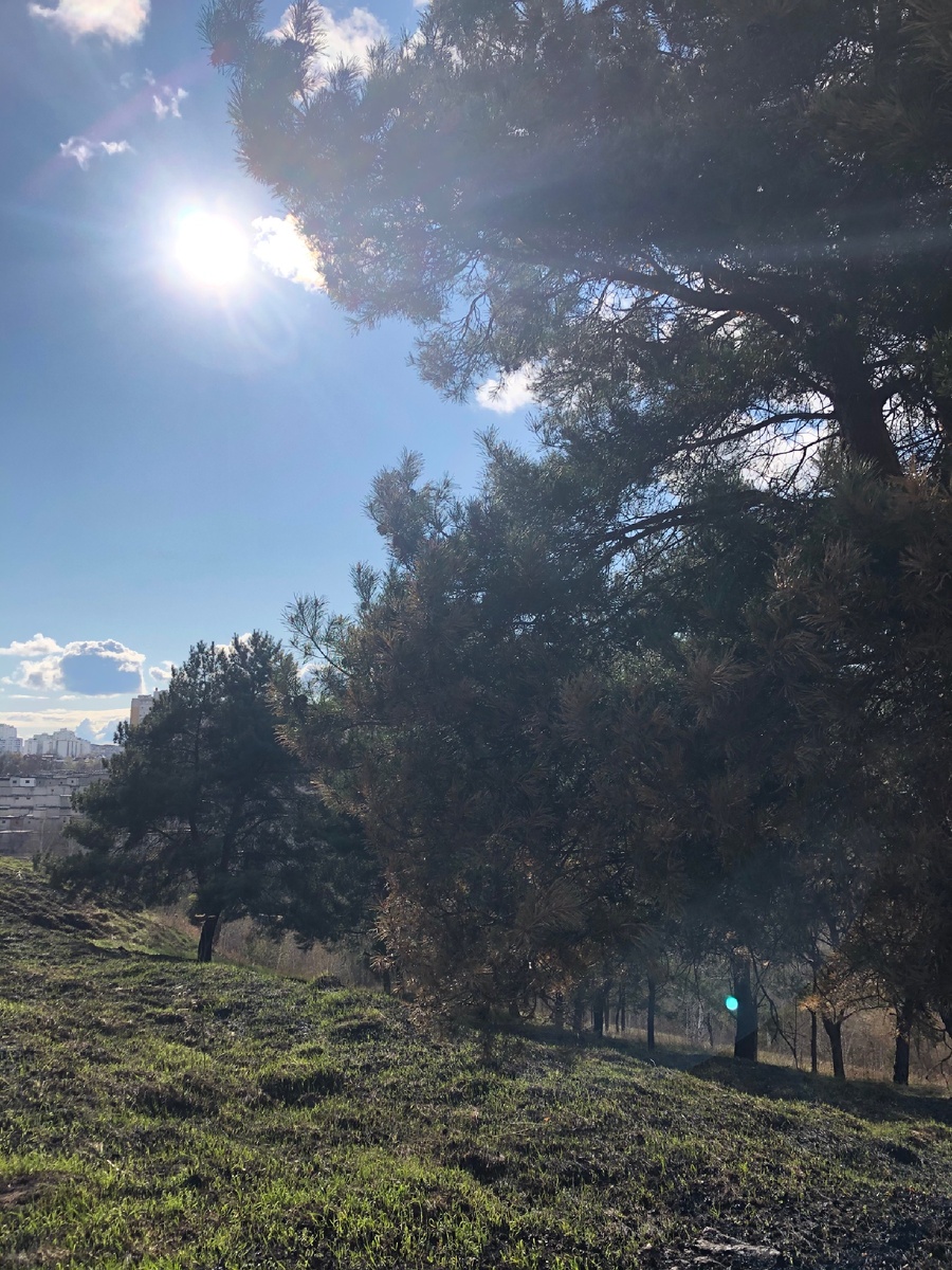 Лесные будни 