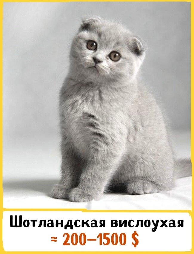 Самые милые и удивительные породы кошек, которые стоят целон состояние.