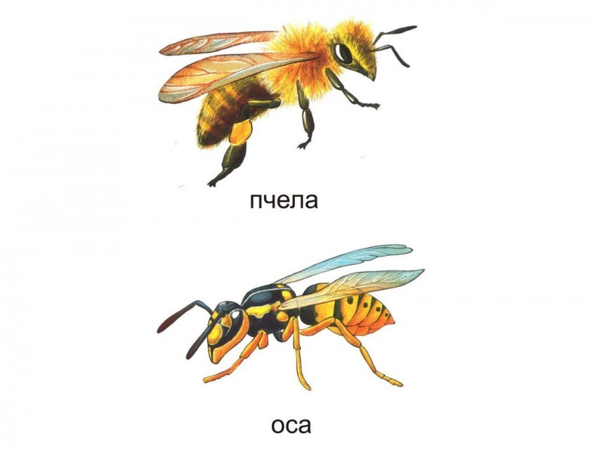 Покажи осу. Пчела Оса Шершень отличия. Шмель пчела Оса Шершень. Шершень пчела Оса Шмель различия. Шмель пчела и Оса разница