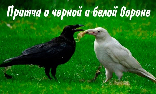 Фото из Яндекс картинки 