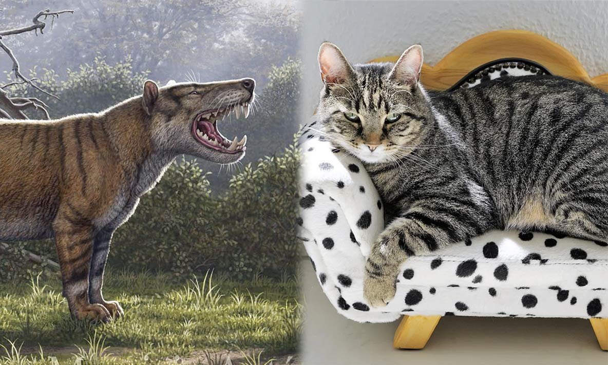 Однако гордое животное снизошло только до дружбы с человеком, и до сих пор оно, скорее, компаньон, а не послушная игрушка.