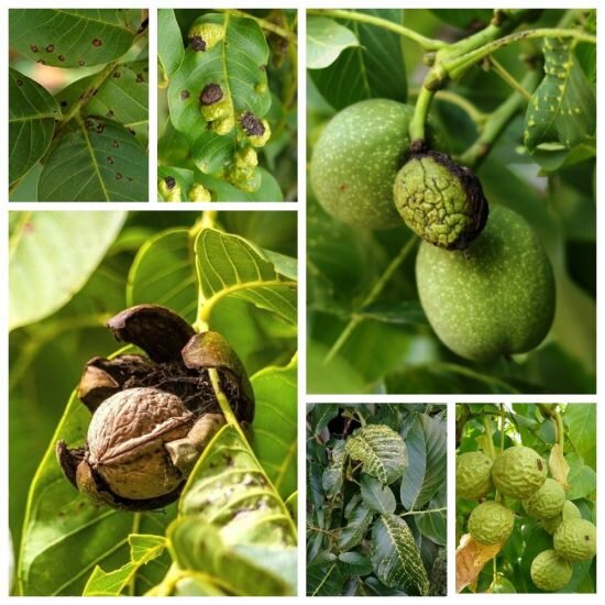  Грецкий орех — плодовая культура из семейства Ореховых с крупными вкусными плодами.-12