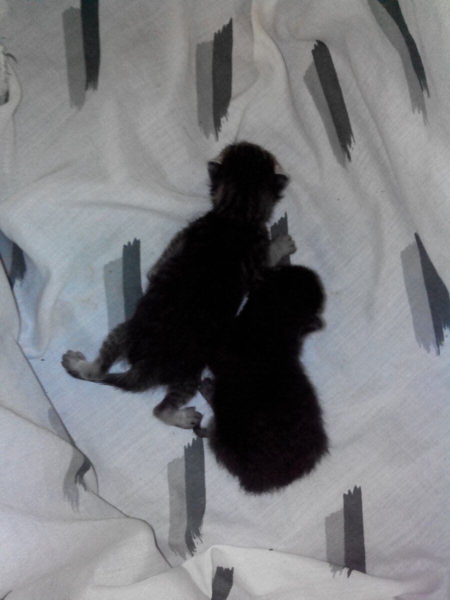 Соня (с серыми лапками) в состоянии "креветки", с братиком