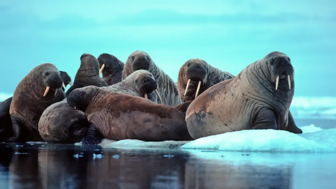 https://www.mentalfloss.com/article/59266/11-rugged-facts-about-walruses