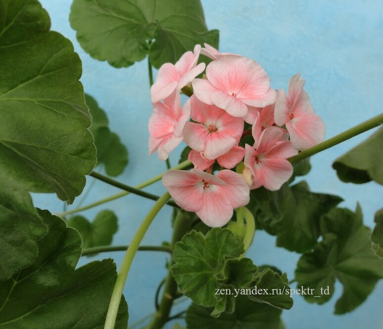 Цветение 2020 г.