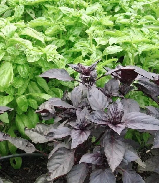 фиолетовый базилик