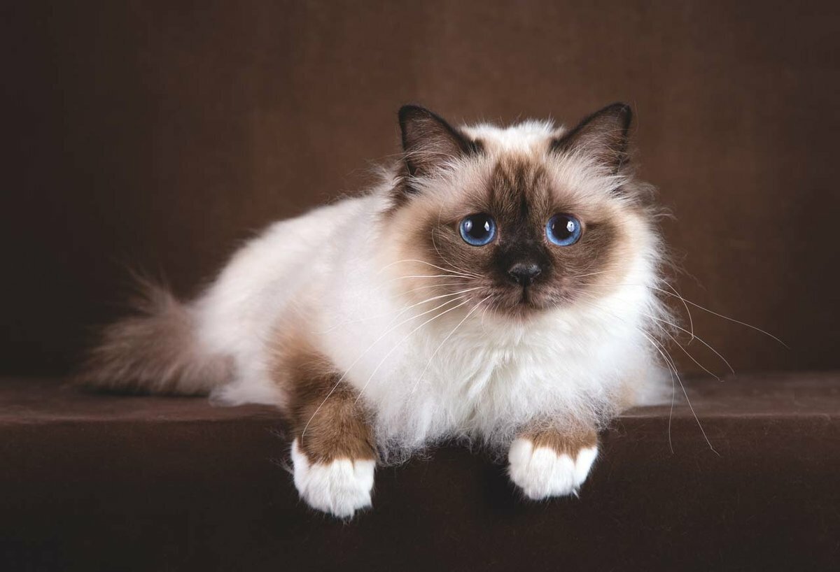 Meow