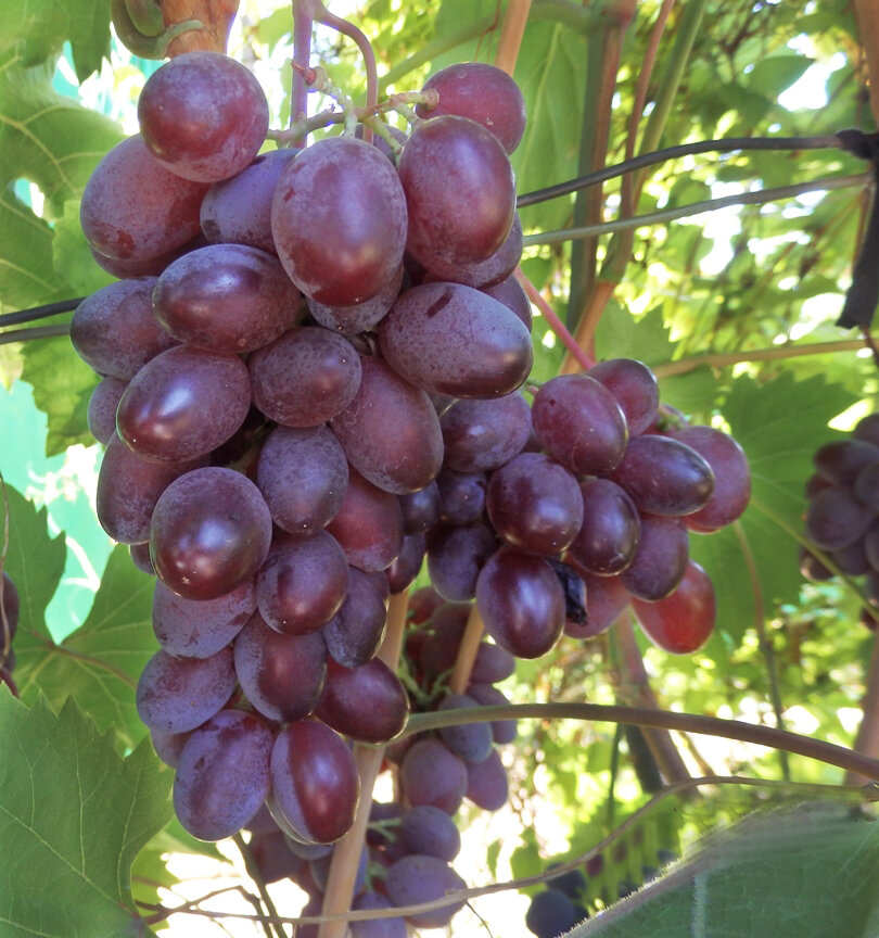 VinogradClub - Амурський морозостійкий виноград
