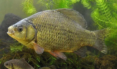 Карась.Фото из открытых источников.