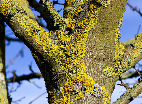 Фото: Яндекс картинки