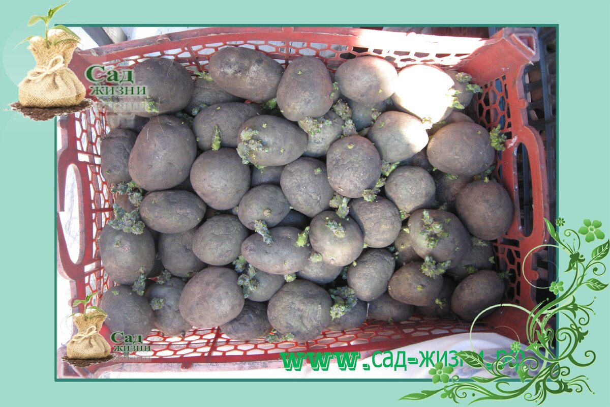 Посадка картофеля. Определяем сроки.