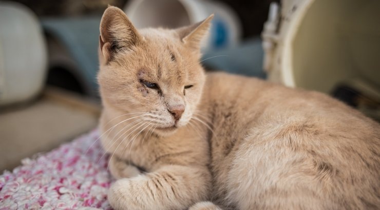 Источник: https://m.rus.delfi.ee/