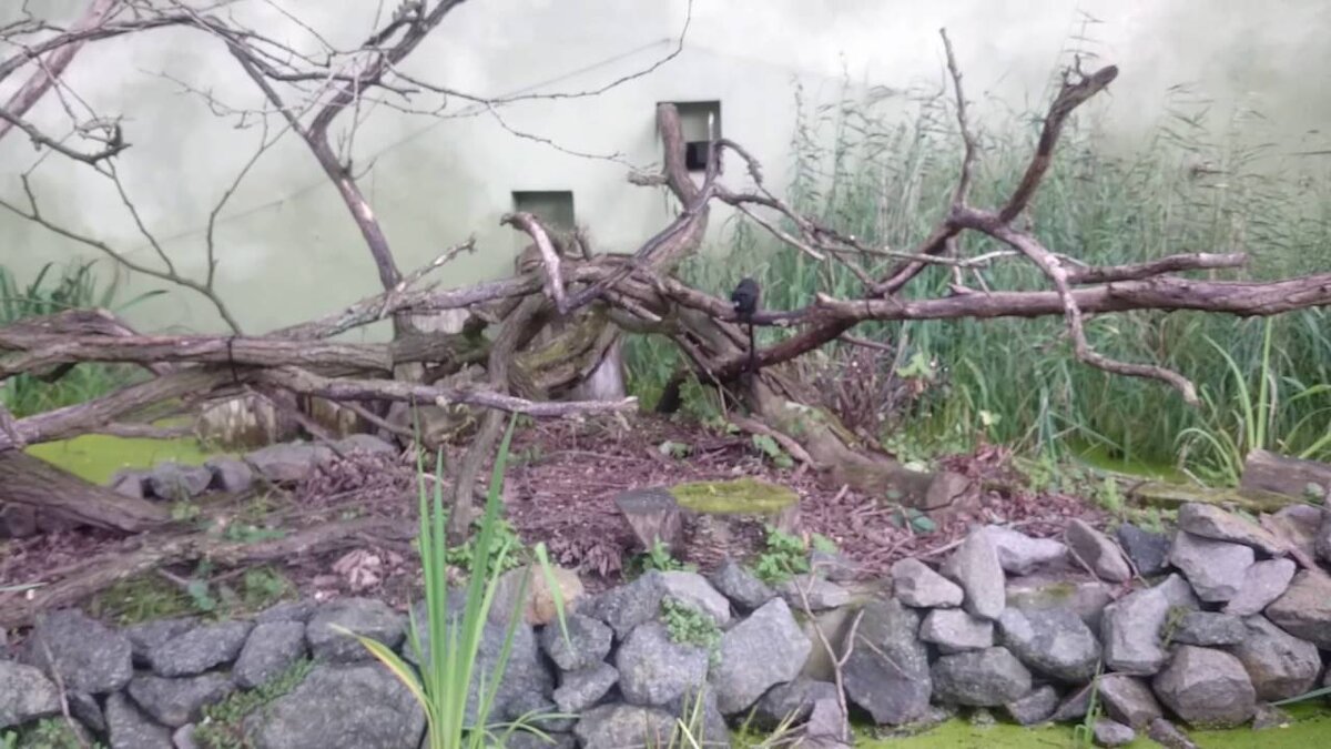 камень вокруг куста.