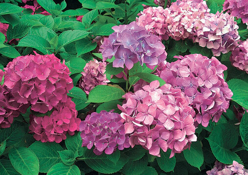 Гортензия крупнолистная, или садовая, в более северных районах не превышает 1–2 м. Соцветия шаровидные, до 20–25 см в диаметре. Окраска крупных чашелистиков зависит от кислотности почвы. Очень теплолюбива. Она требует короткой обрезки на зиму (на побеге оставляют 2–3 пары нижних почек) и полного сухого укрытия (торфом, опилками). Фото из архива журнала "Живем на даче".