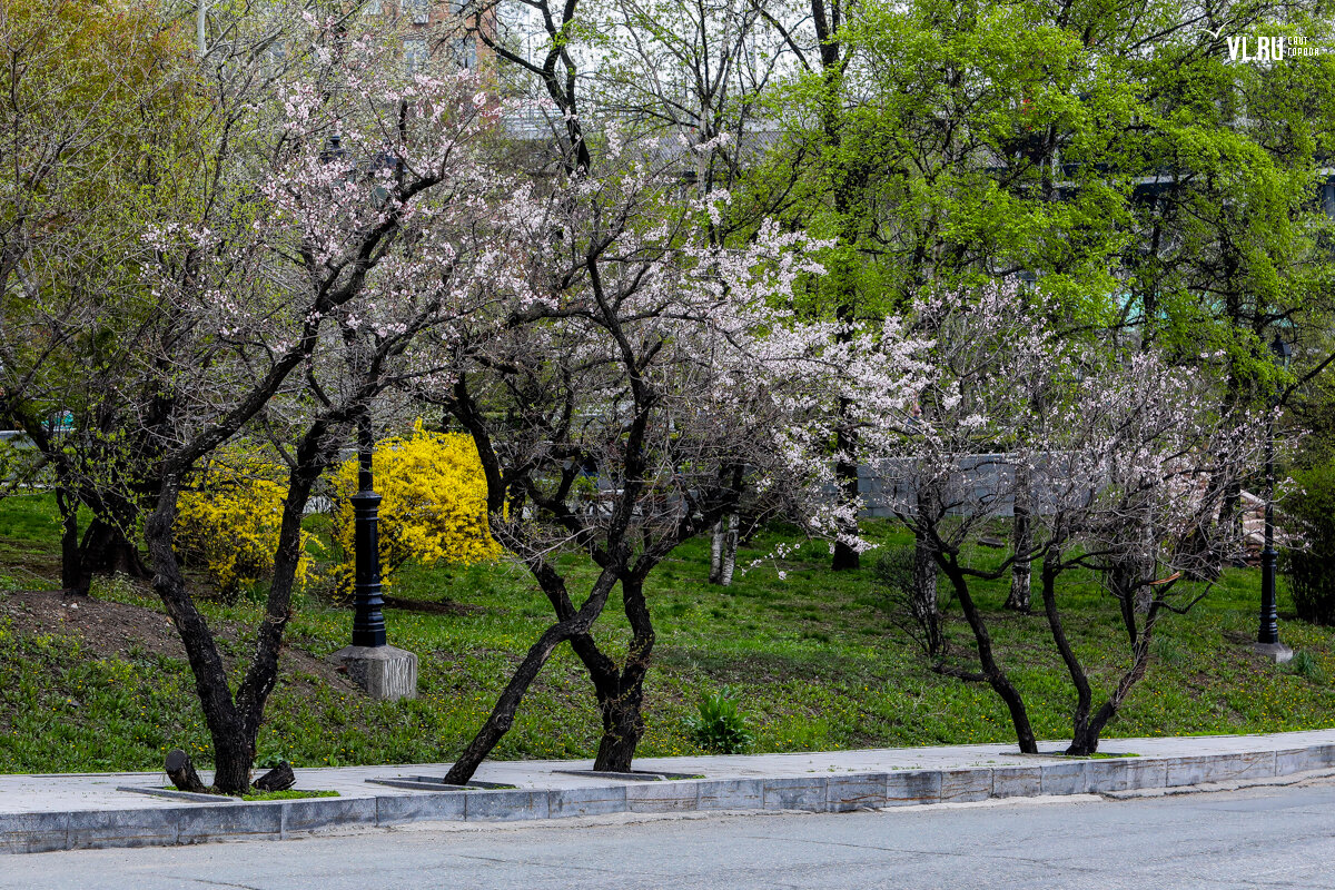 Город зацветет. Городские цветущие деревья. Цветущие деревья Владивосток. Какие деревья сейчас цветут во Владивостоке. Как цветут городские деревья.