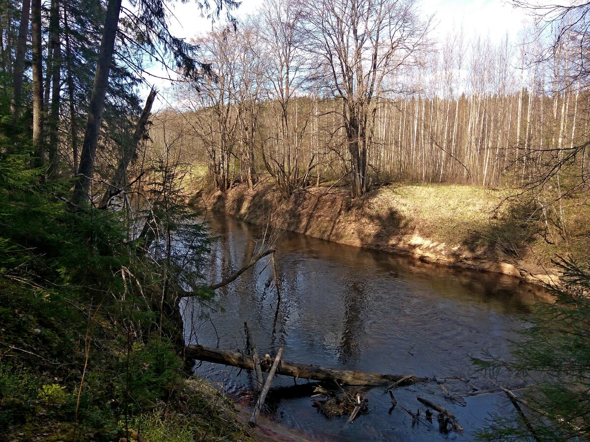 река ящера мшинская