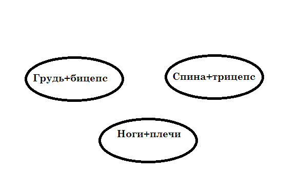 Классическое разделение мышечных групп в Сплите