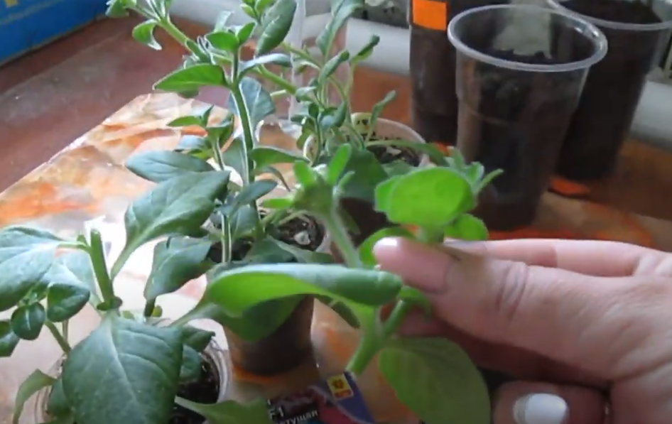 Фото автора — а вот и черенок 