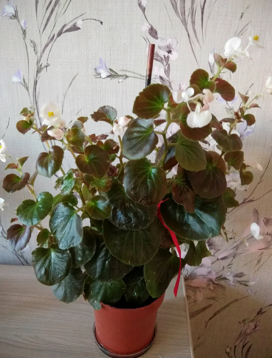 Куст бегонии