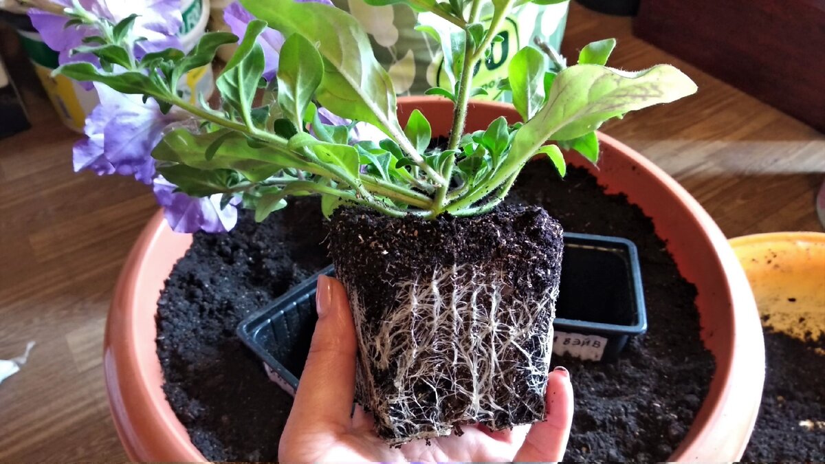 Куст петунии легко достать из стакана.