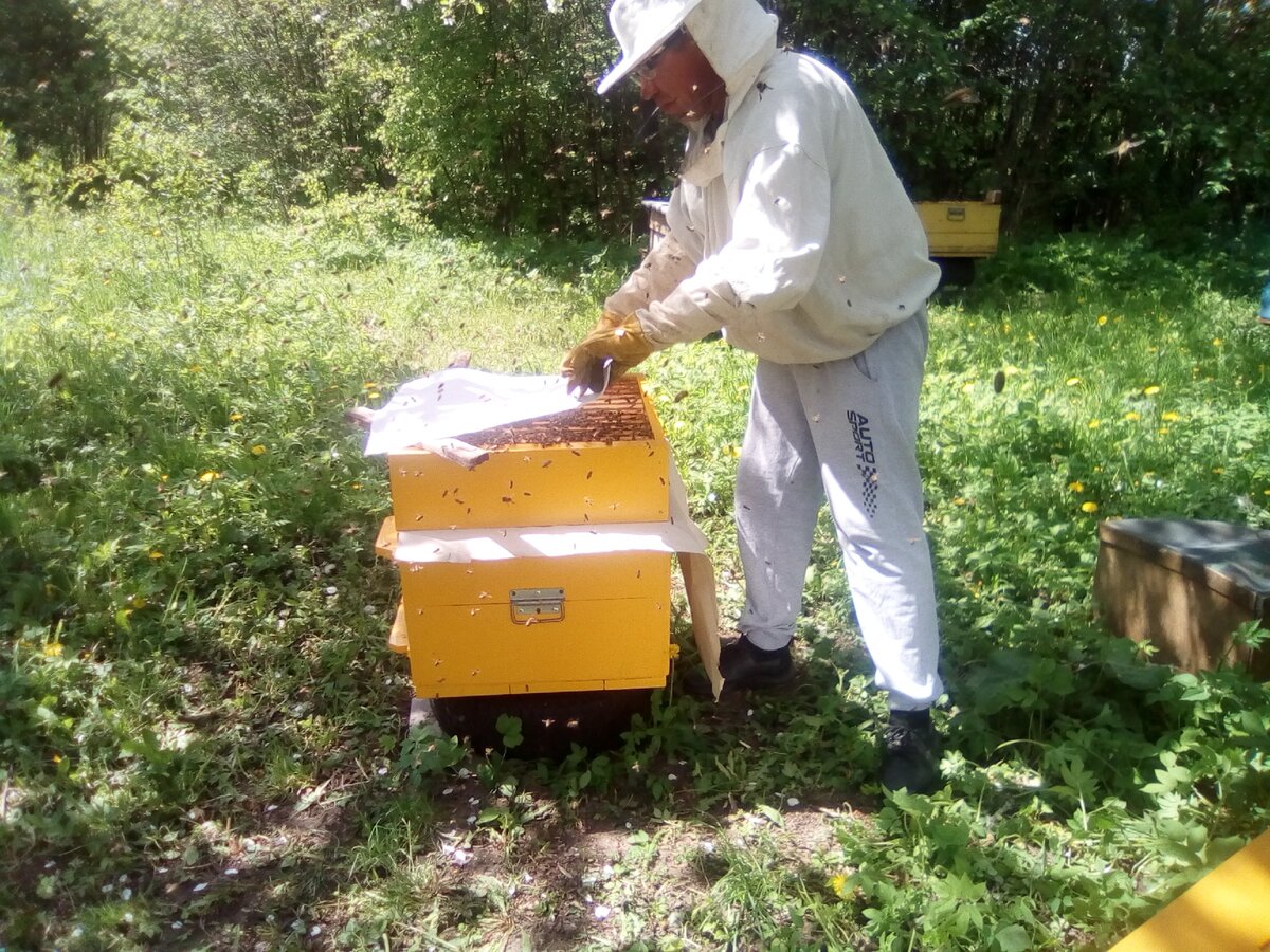 Как совместить рой с пчелиной семьёй в «Моё пчеловодство»