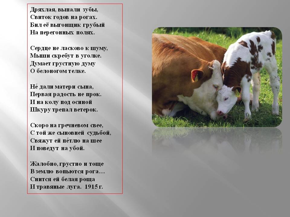 собаке качалова есенин. есенин о животных. стихотворение о братьях наших меньших. есенин про животных. есенин братьев наших меньших никогда не бил по голове.