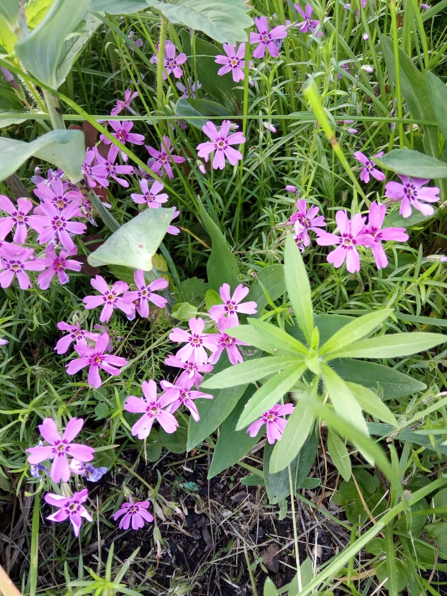 Всем доброго дня🌺