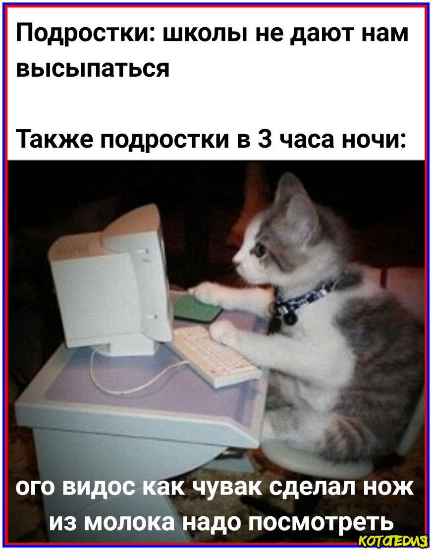 Мемы про кошек