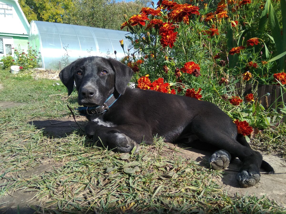 первая фотосессия. Пес прирожденная фотомодель