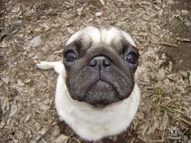 Срок пришёл конечно, но не очень, Сердце хочет верить и принять
То что нет тебя и с мокрым носом
Больше ты не будешь целовать,
Ни меня, не всех в своей квартире,
Где прошёл собачий полный век
И где жил с тобой в одной квартире,
Тот единственный и Главный Человек
Кто лечил, кормил и кто лелеял
Звал, любил и думал лишь о том,
Что б твоё сердечко билось дольше
А невзгоды мы переживём.
Но здоровье с возрастом не лучше
Нет той прыти и задора нет
Но взгляд глаз родных и лучезарных
Как лечебных трав большой букет.
День настал... И вот Тебя не стало...
Вою от бессилья и тоски,
Шерочка, любимая, родная,
Я любил тебя всю жизнь...
И если что прости...
Андрей Жарков 08 октября 2020г.©
Моя Шерри ушла на радугу сегодня днём, в тот же день что и родилась, только месяц другой. Мы прожили 12, 9 лет. Радость моя, лучший мой друг и любимое создание я всегда буду помнить тебя, твой любимый мокрый нос, озорной хвостик и лучшую мопсовую улыбку на свете))) Навсегда твой папа...
Запомните нас пожалуйста такой!