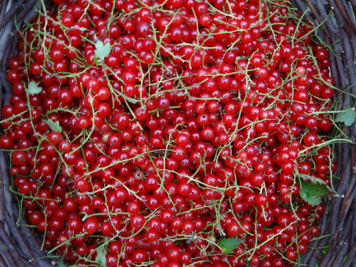 Урожай красной смородины.
