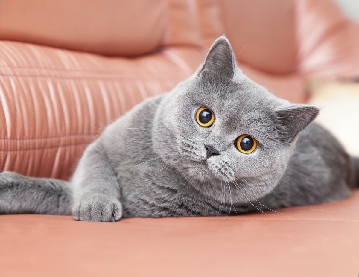 Бритые кис. Британская короткошёрстная кошка. Британский короткошерстный кот серый. Британская кошка короткошерстная серая. Британская короткошёрстная кошка прямоухая.