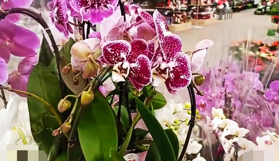 Орхидеи фаленопсис
