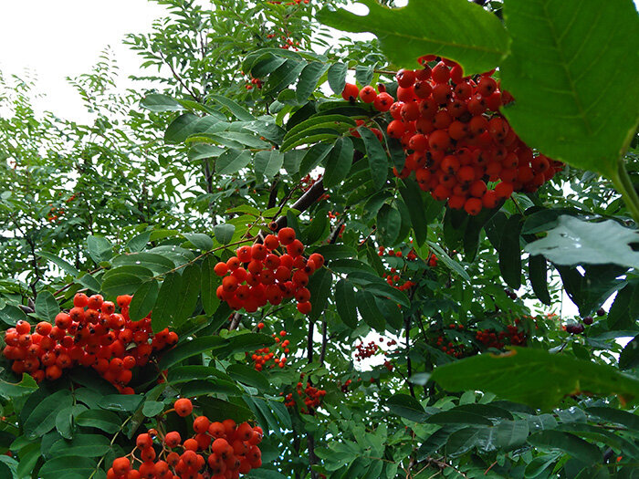 Рябина в саду