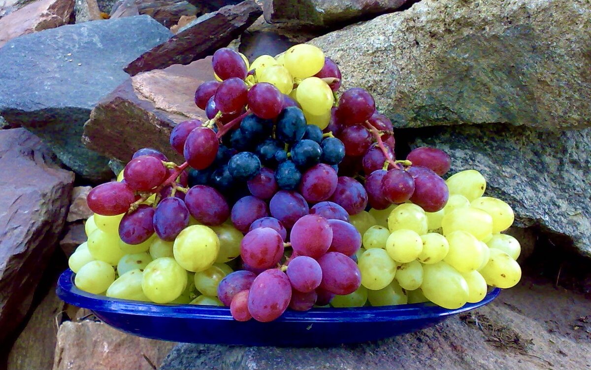 Как помочь винограду вырасти, в суровых условиях.