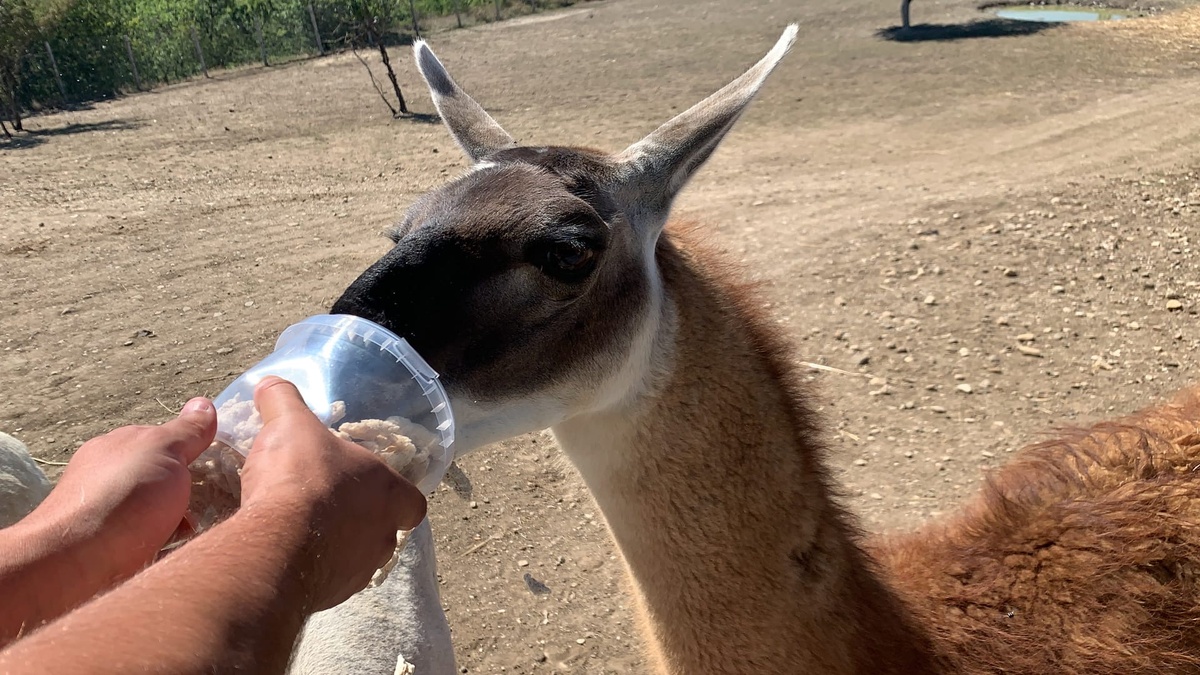 Посмотрите как мы кормили животных