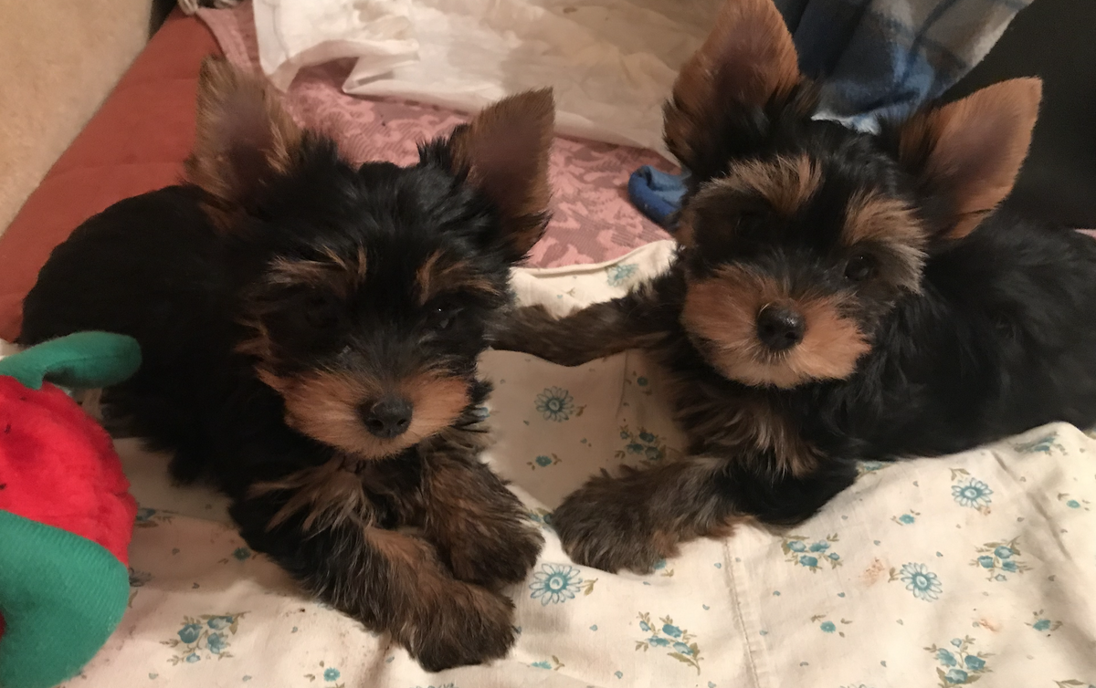 Боша и Буба в 2,5 месяца. Ушка короной. Шерсть густая и пушистая. Зубки уже есть. Питаются молоком матери. Прикорм- Роял Канин Стартер.