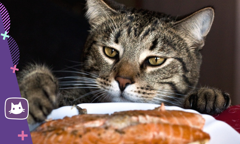🐱Можно ли кормить кошек домашней едой | Нос, хвост, лапы | Дзен