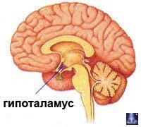 Начать  разговор о том, откуда берется лишний вес, пожалуй, необходимо с  проблем в гипоталамусе. Гипоталамус – это участок головного мозга,  контролирующий обменные процессы в организме человека, его сон,  температуру тела, эмоциональную активность, чувство жажды, и как вы уже  догадались – чувство голода. Именно в данном участке мозга расположен  центр, регулирующий пищевое поведение человека. В случаях сбоя в работе  гипоталамуса происходит повышение аппетита, а чувства сытости не  наступает (те, у кого такое нарушение имеет место, заверяют, что кушать  могут пока пища не дойдет до горла). Результатом таких сбоев является  огромнейшее потребление энергии, которую в обычных условиях потратить  просто не возможно, и как следствие – ожирение и лишний вес.