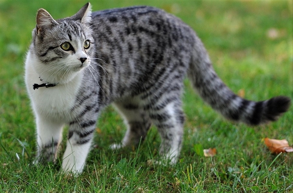 Лесной Василий