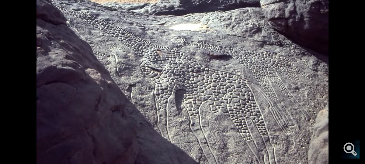 Дабусские жирафы