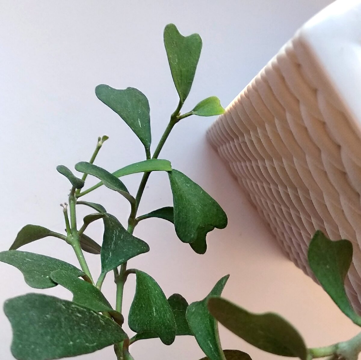 Хойя манипуренсис