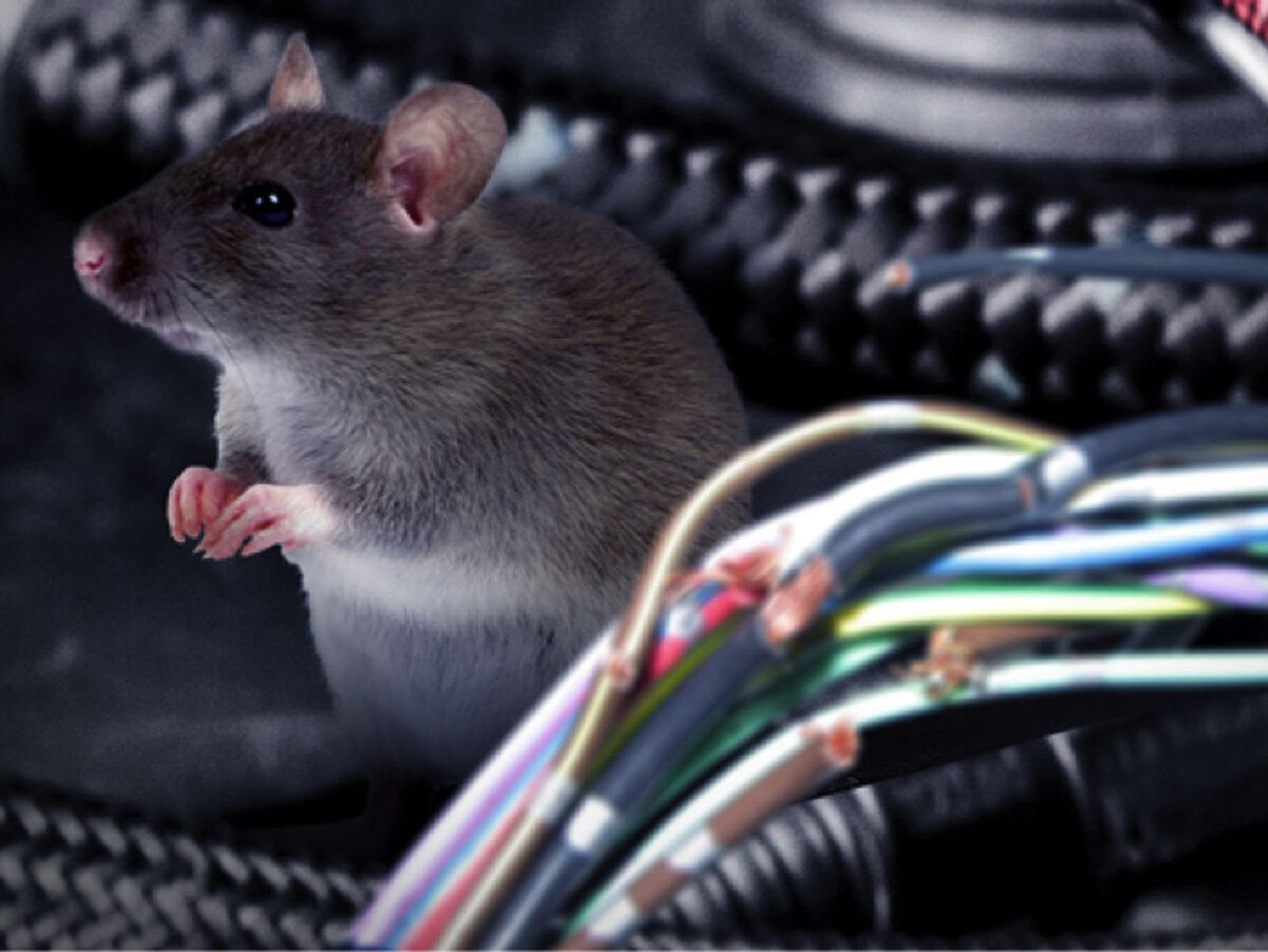 Мышь перегрызла провода